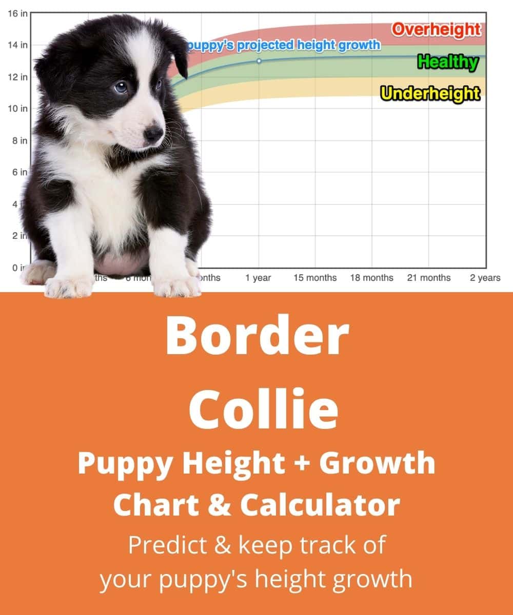 Border Collie Height+Growth Chart How Tall Will My